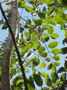 almacigo bursera simaruba