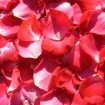 petalos flores rojas