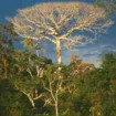 iroko ceiba