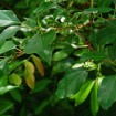 alcanfor cinnamimum camphor