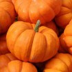 calabaza