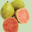 guayaba